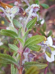 Cistus × florentinus