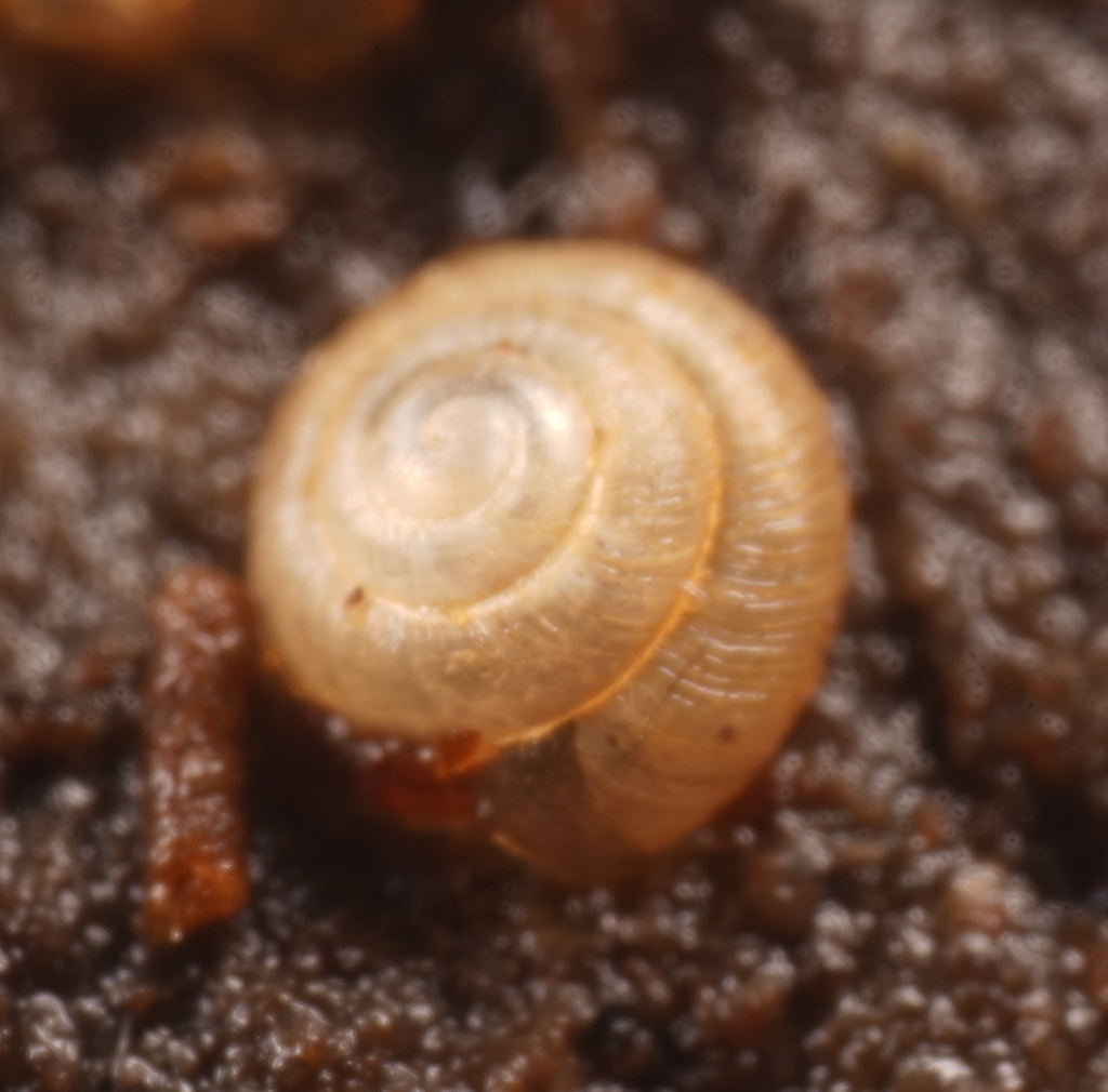 Paralaoma miniscula