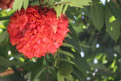 Brownea grandiceps