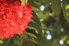 Brownea grandiceps