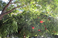 Brownea grandiceps