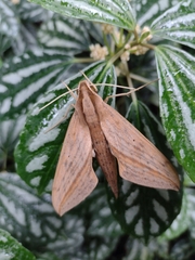Xylophanes anubus