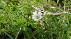 Cerastium velutinum