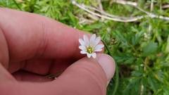 Cerastium velutinum