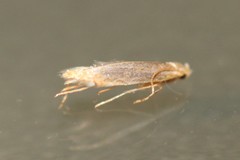 Phyllonorycter kusdasi