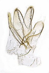 Phyllonorycter kusdasi