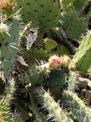Opuntia rastrera