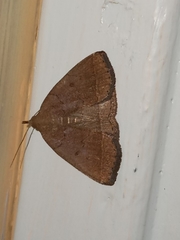 Zanclognatha protumnusalis