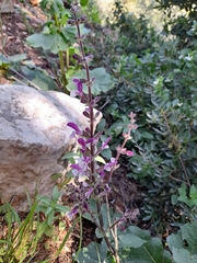 Salvia hierosolymitana