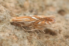 Phyllonorycter kusdasi