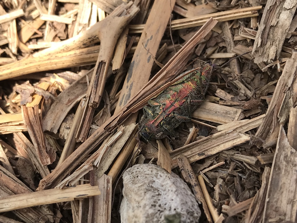 Dicerca chlorostigma