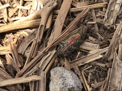 Dicerca chlorostigma