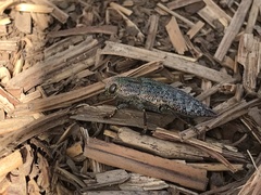 Dicerca chlorostigma