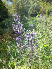 Scilla hyacinthoides