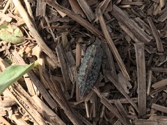 Dicerca chlorostigma