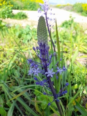 Scilla hyacinthoides