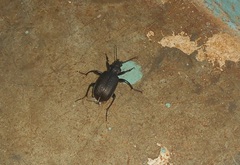 Calosoma alternans