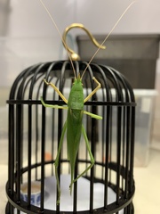 Pyrgocorypha