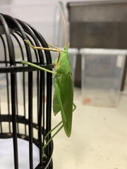 Pyrgocorypha