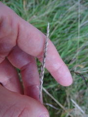 Cynosurus cristatus