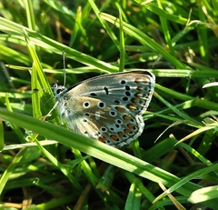 Polyommatus icarus
