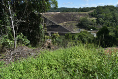 Spermacoce ocymifolia