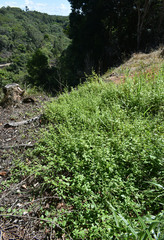 Spermacoce ocymifolia