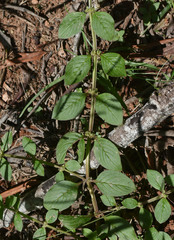 Spermacoce ocymifolia