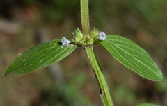 Spermacoce ocymifolia