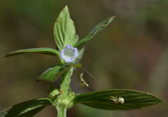 Spermacoce ocymifolia