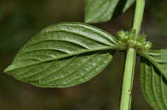 Spermacoce ocymifolia