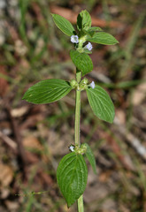 Spermacoce ocymifolia