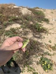 Gampsocleis sinensis