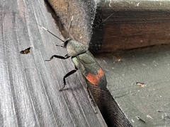 Eucorydia dasytoides