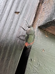 Eucorydia dasytoides