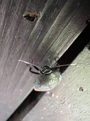 Eucorydia dasytoides