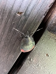 Eucorydia dasytoides