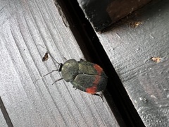 Eucorydia dasytoides