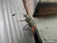 Eucorydia dasytoides