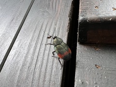 Eucorydia dasytoides