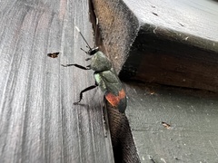 Eucorydia dasytoides