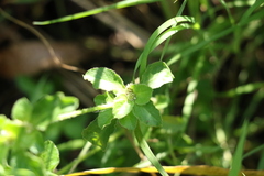 Alternanthera nana