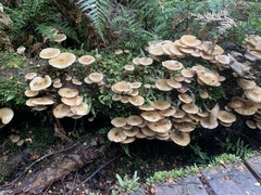 Armillaria luteobubalina