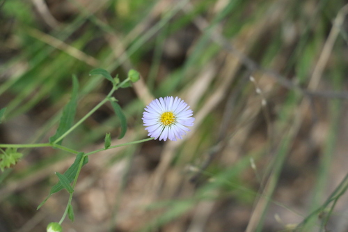 Image of Calotis dentex by (c) Greg Tasney, some rights reserved (CC BY-SA)