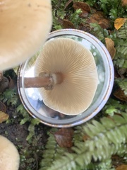 Armillaria luteobubalina