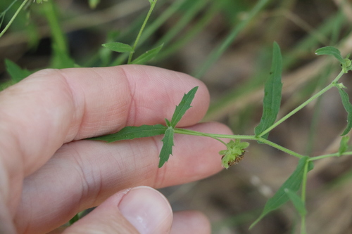 Image of Calotis dentex by (c) Greg Tasney, some rights reserved (CC BY-SA)