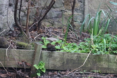 Turdus merula