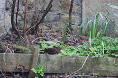 Turdus merula