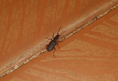 Dailodontus