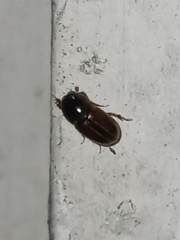 Labarrus cincticulus